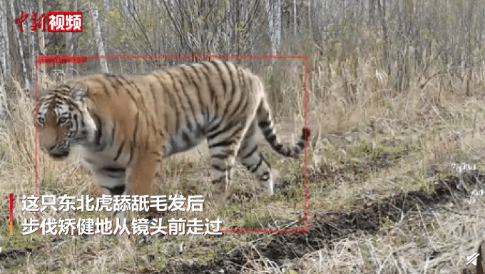 吉林vs广东全场回放，一场东北虎与华南虎的硬碰硬，看得我直冒汗